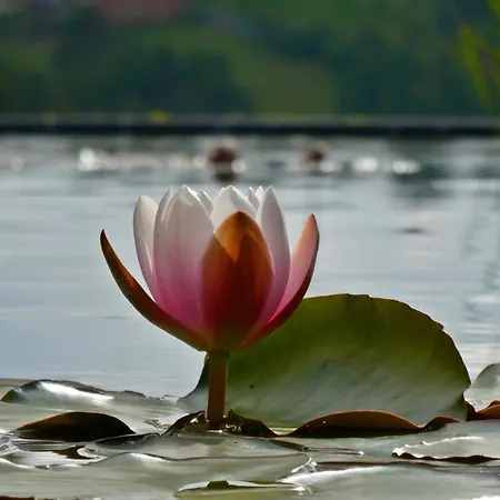 Vida-vi, And 4* Carvalhal Bemfeito