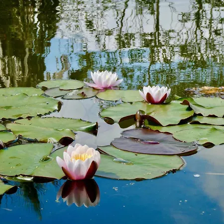 Vida-vi, And Отель типа 