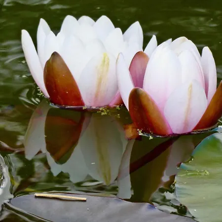 Vida-vi, And Bed & Breakfast 4*