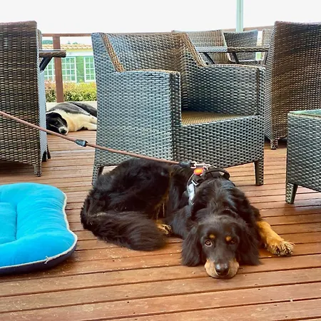 Vida-vi, And Carvalhal Bemfeito